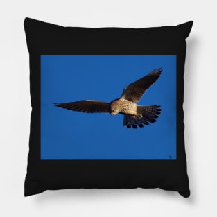 Kestrel in flight Pillow