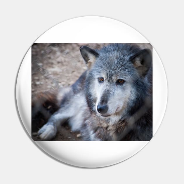 Grey and white wolf portrait closeup with golden eyes stunning on t-shirt or other clothing, or animal print Pin by brians101