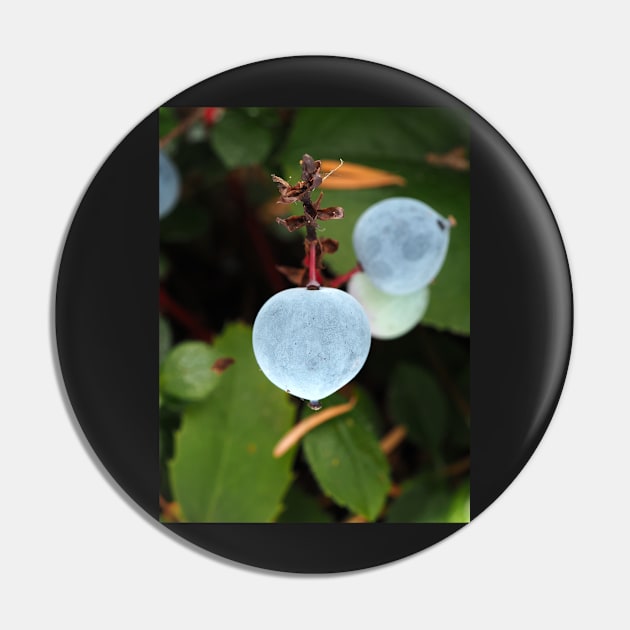 Oregon grape (Mahonia aquifolium) berries in a Pacific Northwest forest Pin by SDym Photography