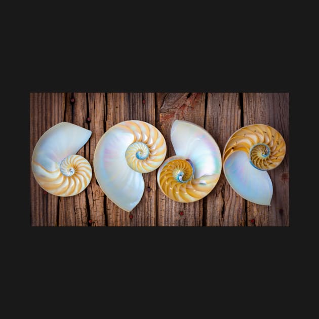 Four Chambered Nautilus Seashells by photogarry