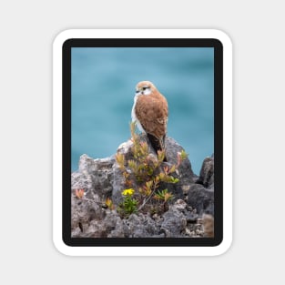 Nankeen Kestrel, Australian Bird Of Prey Magnet