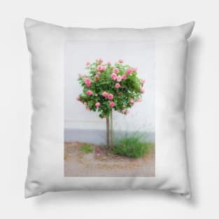 Rose bush, wall, rose, roses, pink, Putbus, Rügen, soft, flower Pillow