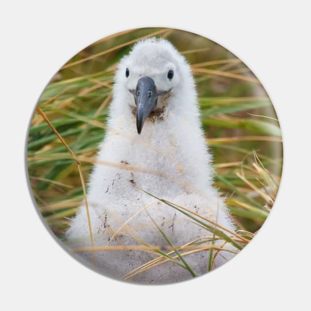 BABY BIRD ON A NEST Pin by NATURE WILD