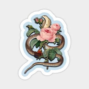 Vintage Cobra and Pink Roses Magnet