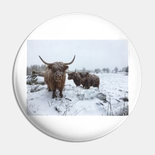 Scottish Highland Cattle Cows and Calf 1984 Pin