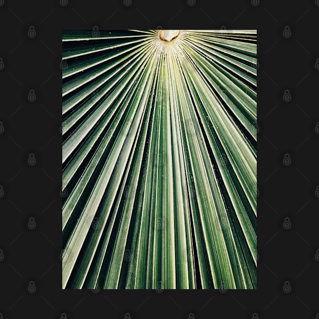 Palm Leaf by visualspectrum