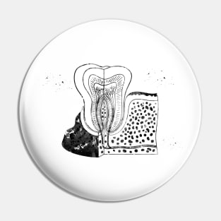 Tooth anatomy Pin