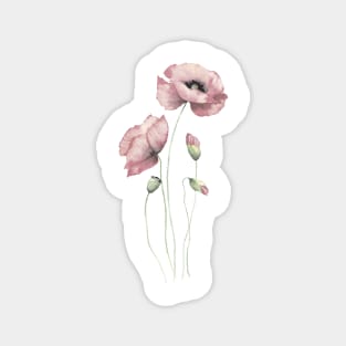 Blush pink watercolor poppies Magnet