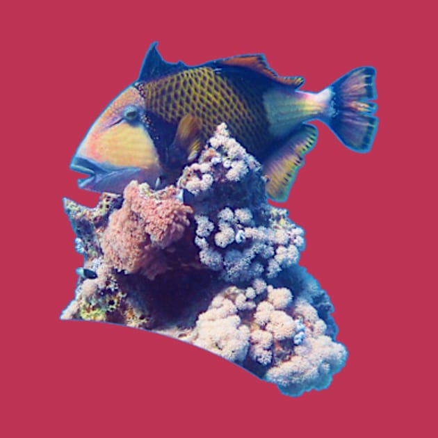 Triggerfish On A Coral | Red Sea Dive | Viva Magenta Background | by Ute-Niemann