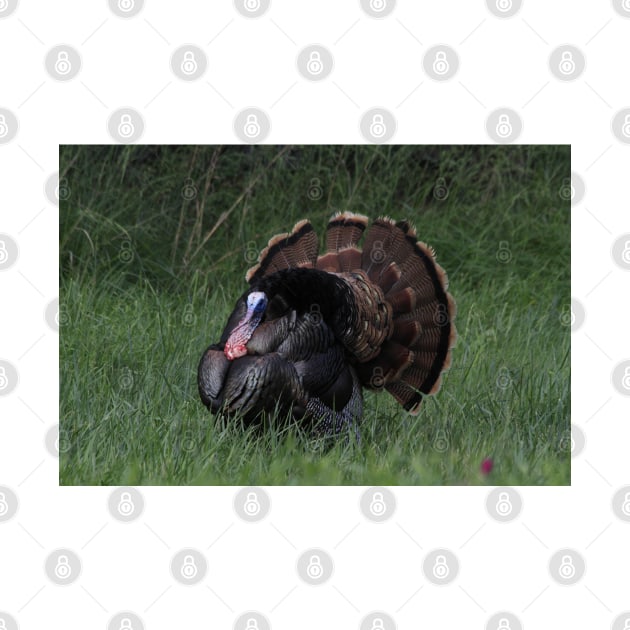 Spring Tom Turkey Strutting in green grass by ROBERTDBROZEK