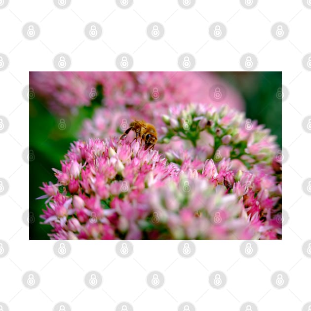 Bee On Stonecrop Flower 1 by Robert Alsop