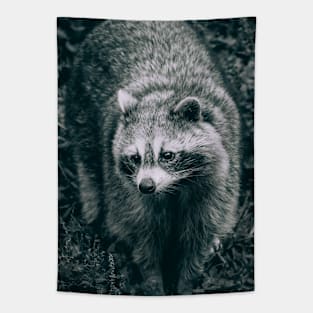 Curious Raccoon, Black and White Photograph Tapestry