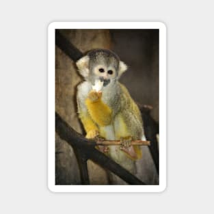 Squirrel Monkey Portrait Magnet