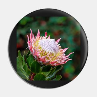 Magnificent Flowering King Protea Pin