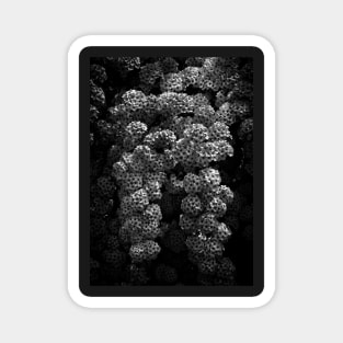 Backyard Flowers In Black And White 21 Magnet