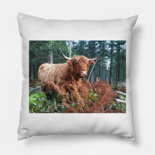 Scottish Highland Cattle Cow 2134 Pillow