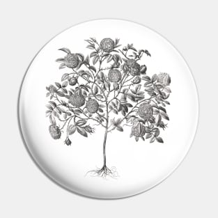 Rose Tree Vintage Botanical Illustration Pin