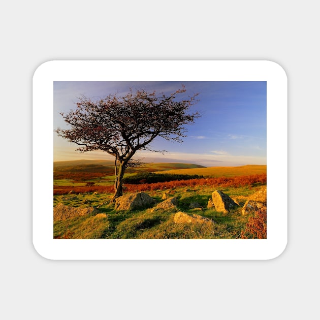Hawthorn Tree, Two Moors Way Magnet by galpinimages