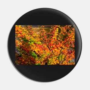 Orange red yellow green Berberis leaves background Pin