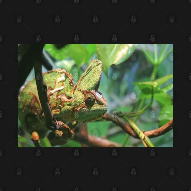 Veiled Chameleon by LeanneAllen