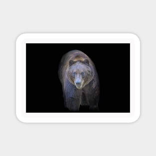 Grizzly Bear Animal Wildlife Forest Nature Adventure Hunt Spotlight Digital Painting Magnet