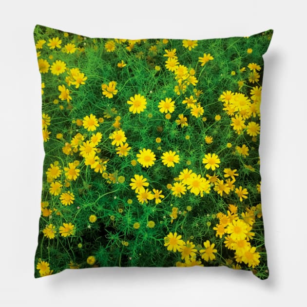 Blooming sulfur cosmos (yellow cosmos) flower bushes Pillow by FOGSJ