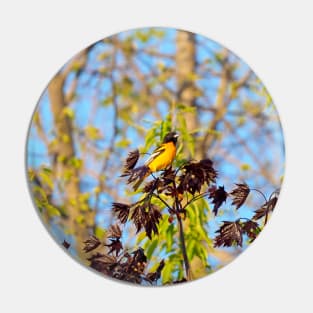 A Baltimore Oriole Perched On A Tree Pin