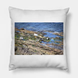 Kelp Goose Family Falkland Islands Pillow