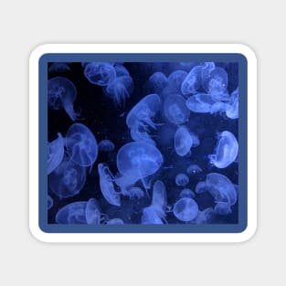 Underwater photography Magnet