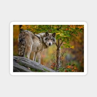 Timber Wolf Magnet