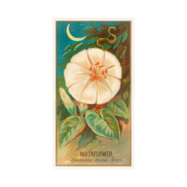 Moonflower (Ipomoea Bona Nox) by WAITE-SMITH VINTAGE ART