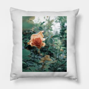 David Austin Lady of Shalott Peach Heirloom Roses Pillow