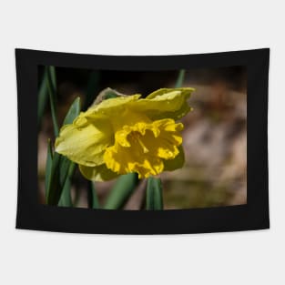 Bright yellow spring time daffodil Tapestry