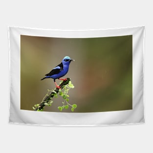 Red-legged Honeycreeper - Costa Rica Tapestry