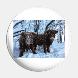 Scottish Highland Cattle Calves 1893 Pin