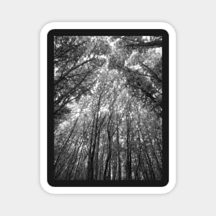 Tree tops black & white Magnet