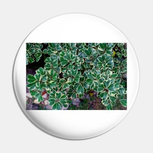 Green Coleus Plant Pin