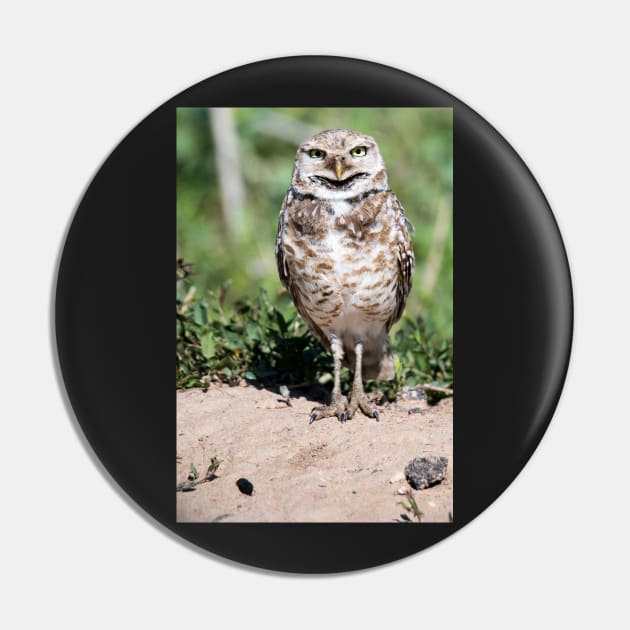 Burrowing Owl Pin by gdb2