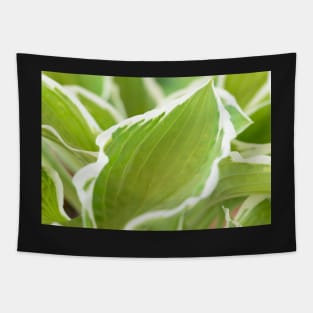 Hosta  &#39;Francee&#39;   AGM  Plantain lily  fortunei Tapestry