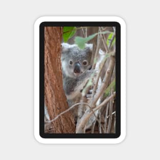 Baby Koala, Australian Wildlife Magnet