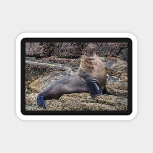 Australian Fur Seal 1 Magnet