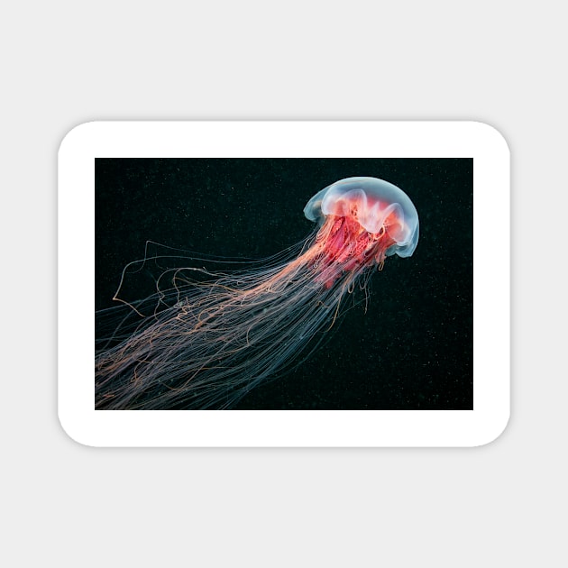 Lion's mane jellyfish (C010/4633) Magnet by SciencePhoto