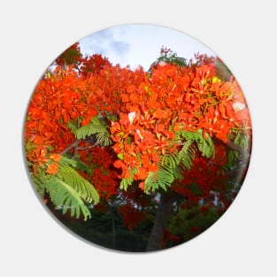 Tropical Elegance: Poinciana Tree Photo Artwork Pin