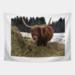 Scottish Highland Cattle Cow 2323 Tapestry