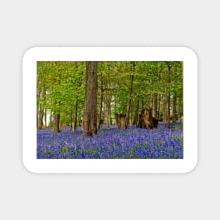 Bluebells Bluebell Woods Greys Court Oxfordshire UK Magnet