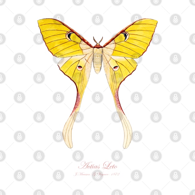 Moth - Malaysian Moon Moth, Actias Maenas Leto female 1 by SPJE Illustration Photography