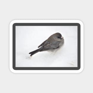 Winter Snow Bird 1 Magnet