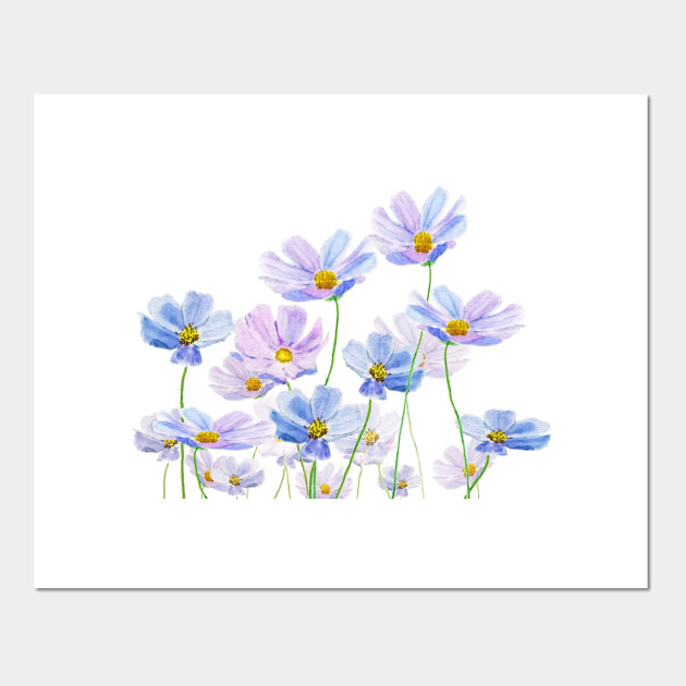 Purple Cosmos Flowers In Bloom Purple Cosmos Flowers In Bloom