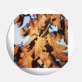 Autumn oak leaves Pin