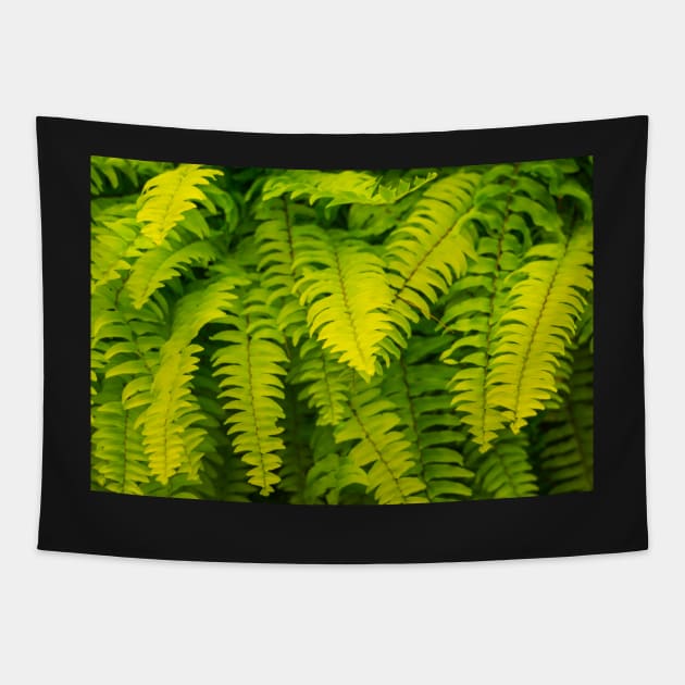 Lush ferns. Tapestry by sma1050